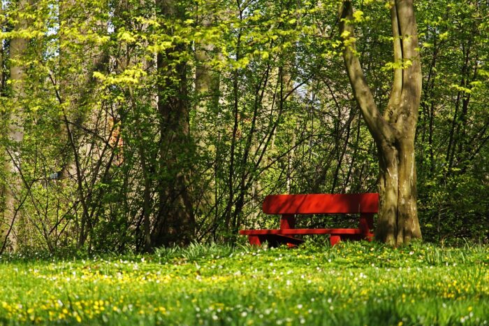 THE WOODS IN SPRING